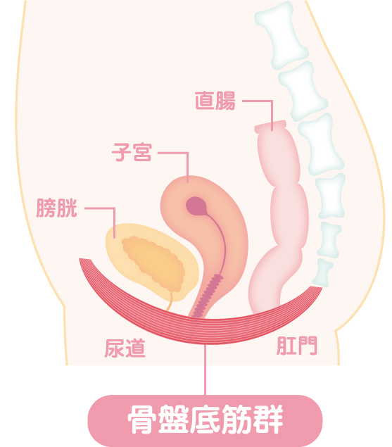 骨盤底筋群